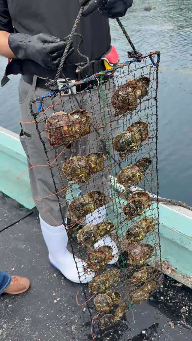 Pearl Paradise on Reels