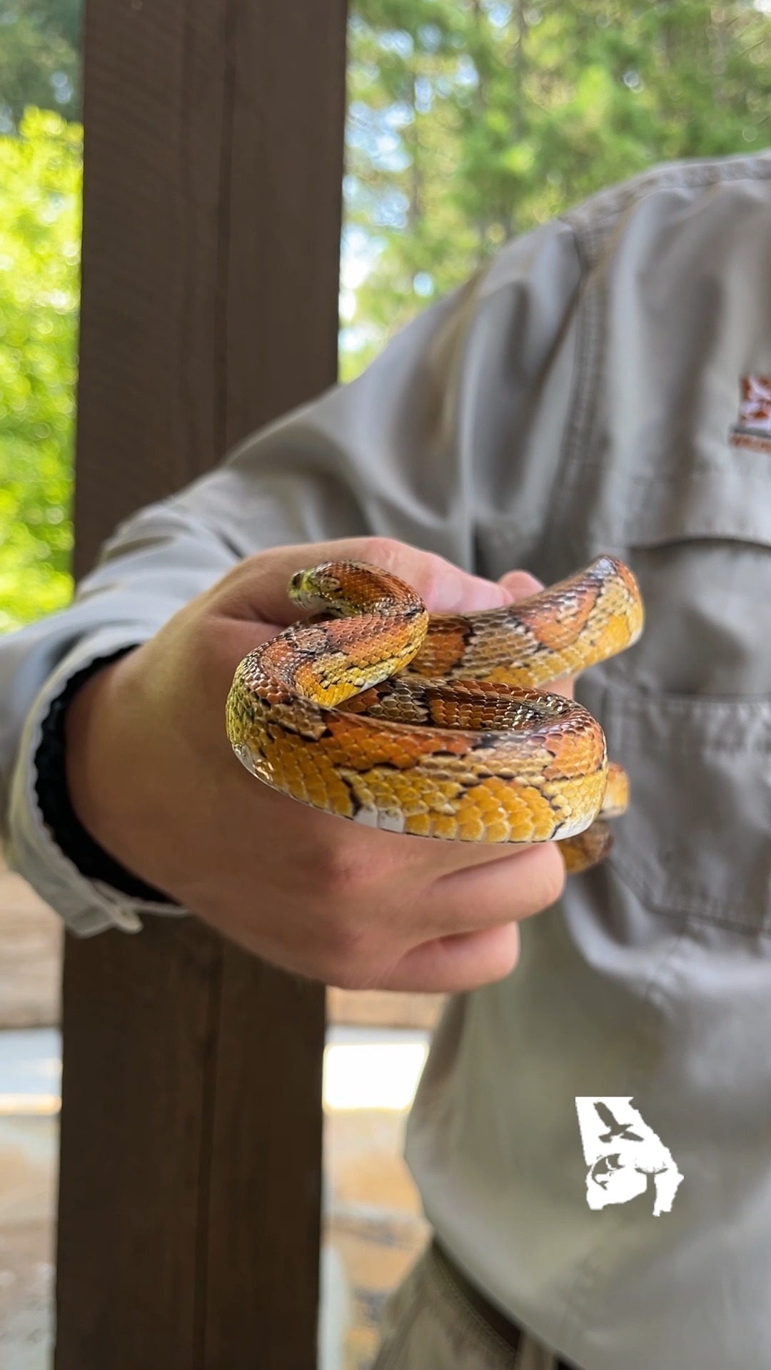🐍 It's World Snake Day and we're celebrating the sssssnakes of
