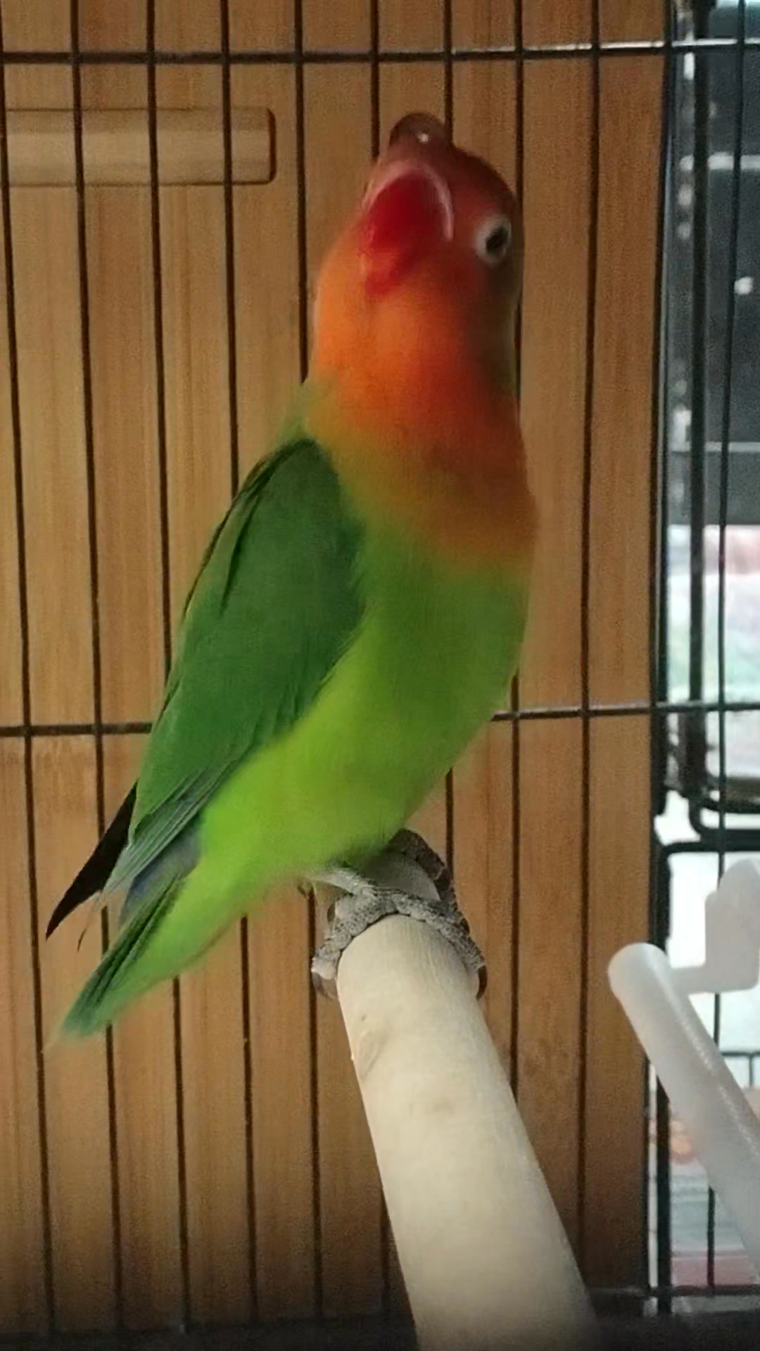 The Fischer's lovebird is one of the most vibrant and colorful