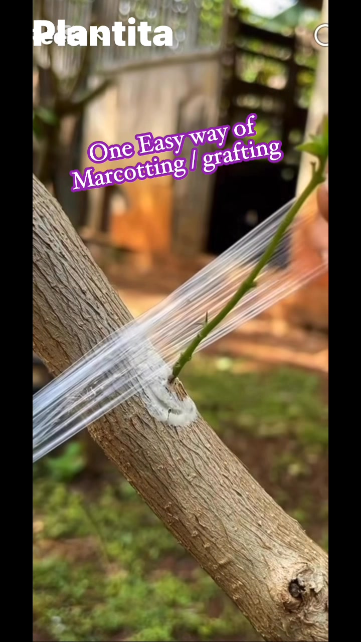 Easy marcotting / grafting, remove the small branch to be graft using a ...