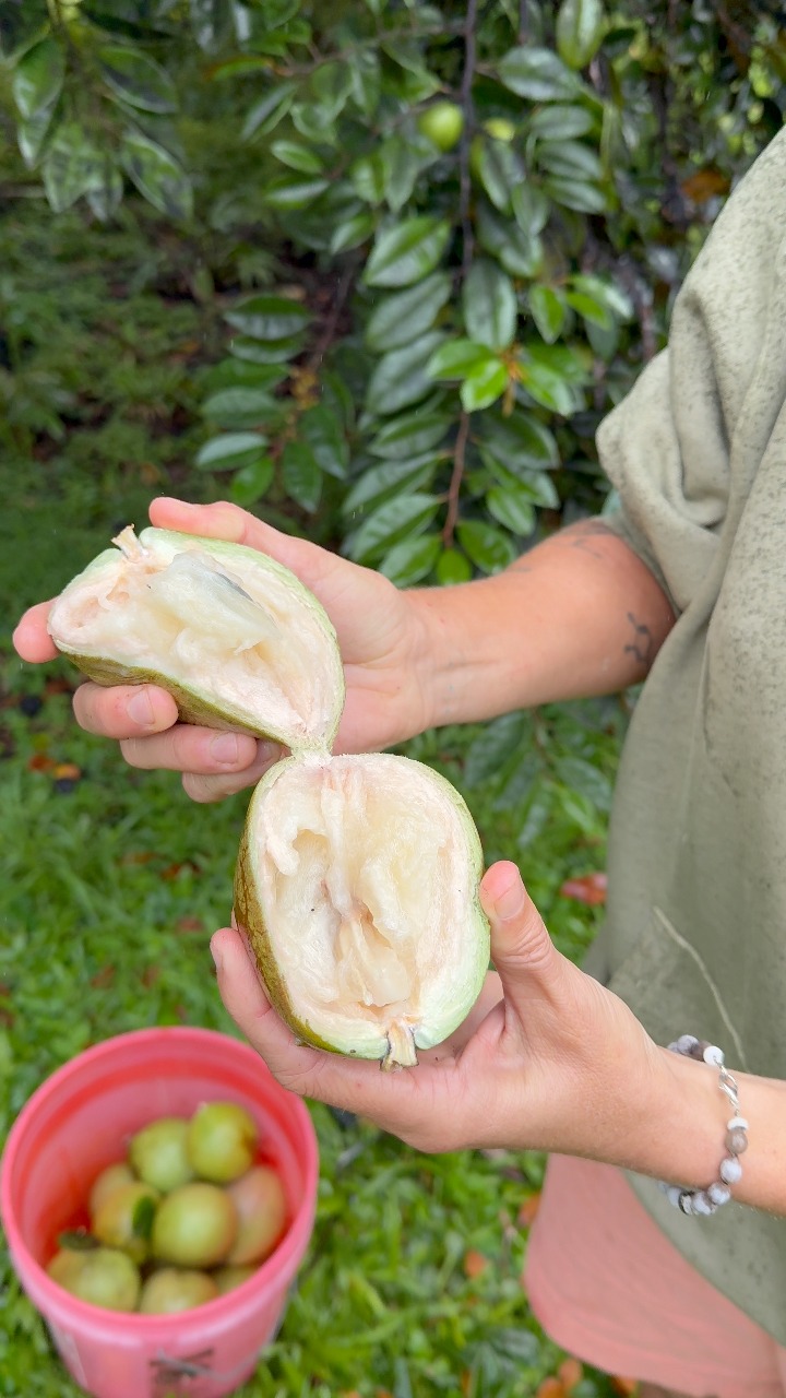 ever heard of milk fruit? 🥛🍏 this is green star apple - also