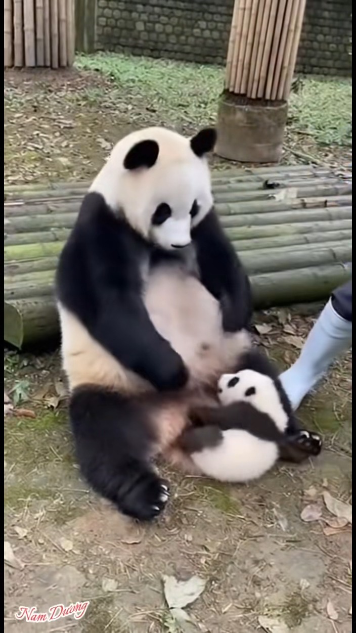 スマートパンダ スマートパンダ Smart Panda Perfectly Mimics Zookeeper