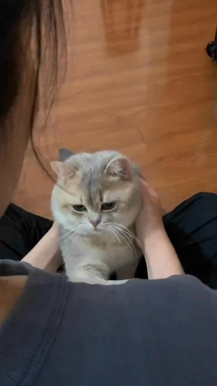哭了！黏人小猫咪谁养谁心疼啊！ #萌宠暑期出道计划 #快手宠物天团 #酸角是只猫 | 酸角是只猫 | Facebook
