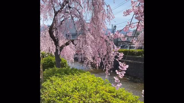 天童市倉津川枝垂れ桜 2026年も桜の開花に合わせて、多くの方が訪れた
