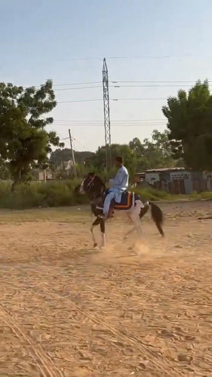Doki dadi Saidai Gobarar Aljihu. 🐎 #AREWA24 #moroccoriders #worldrider ...