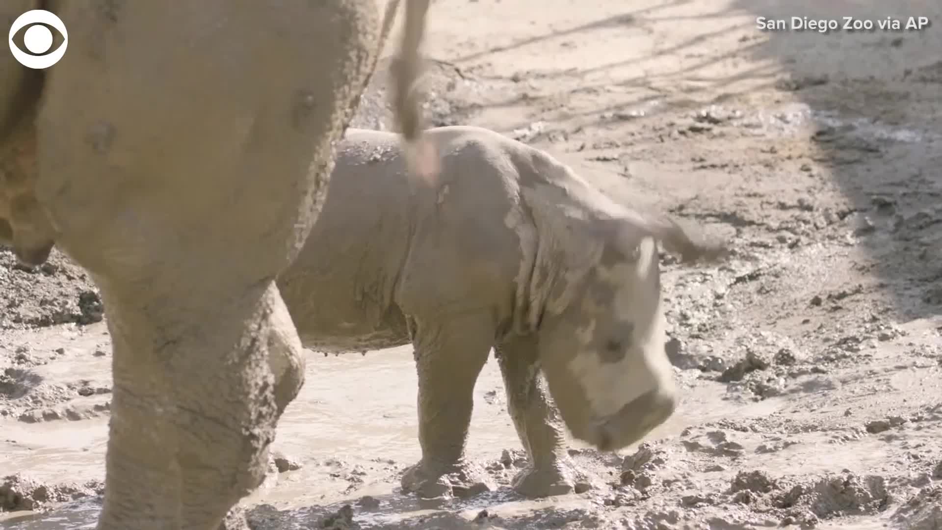 RAMBUNCTIOUS RHINO: A baby southern white rhino recently made his