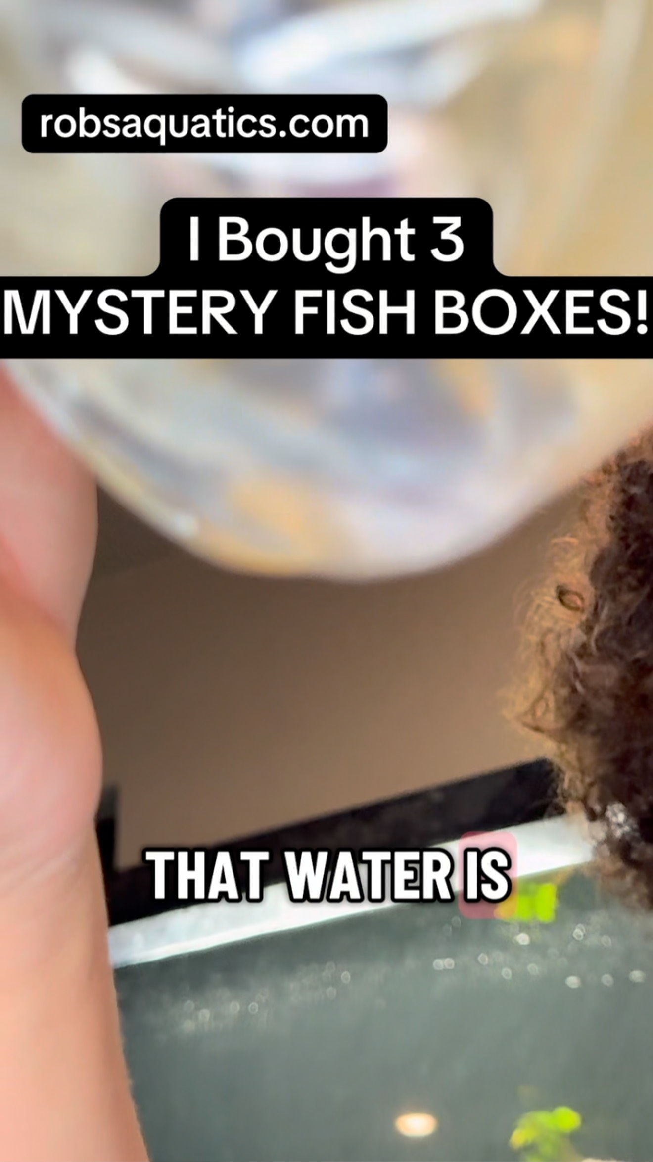 aquarium fish mystery box Caridina  Shrimply Fintastic Each blind bag contains 2 mini Nano Fish Mystery Box 