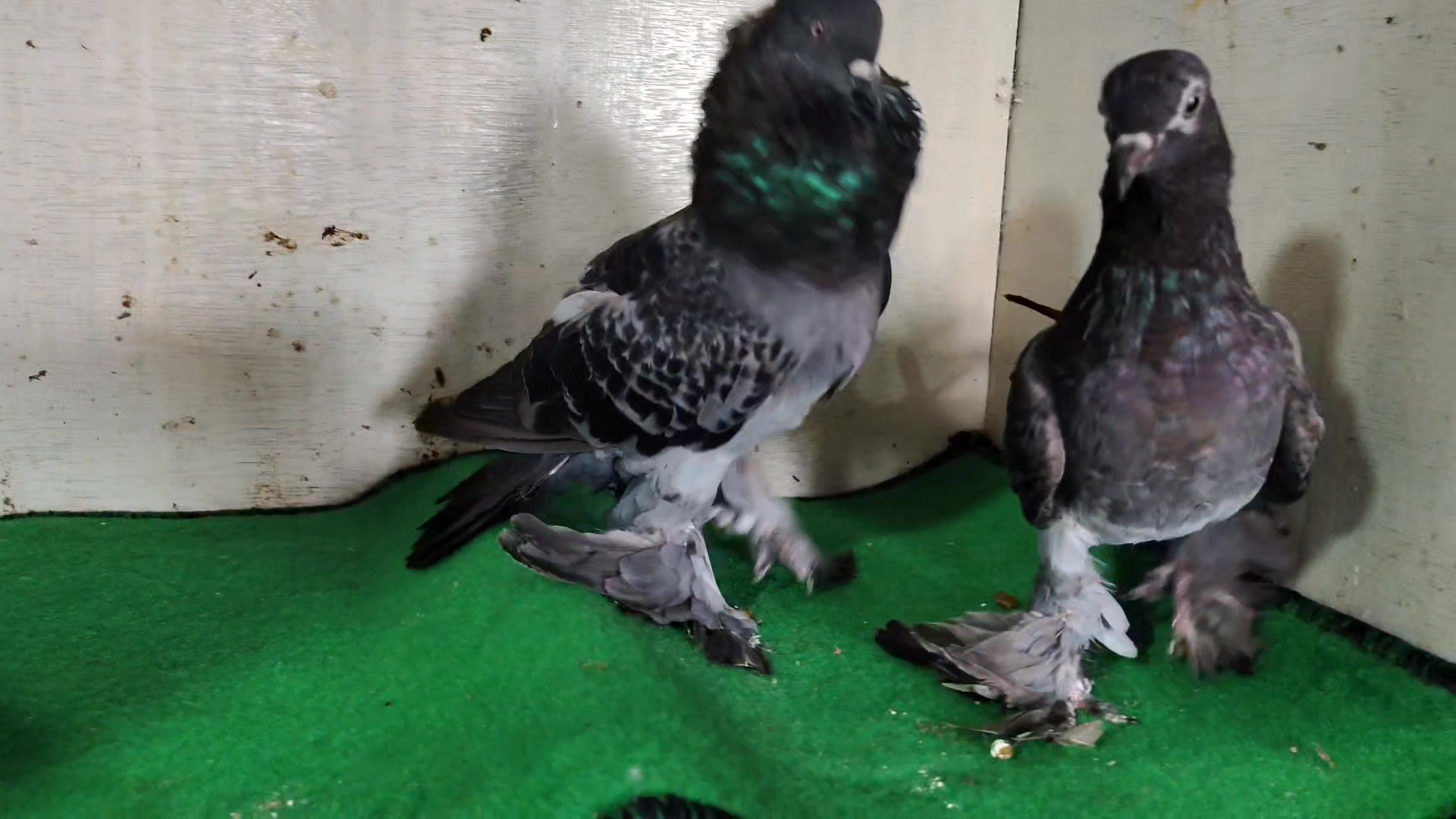 CM H. Rasel's Pigeons
