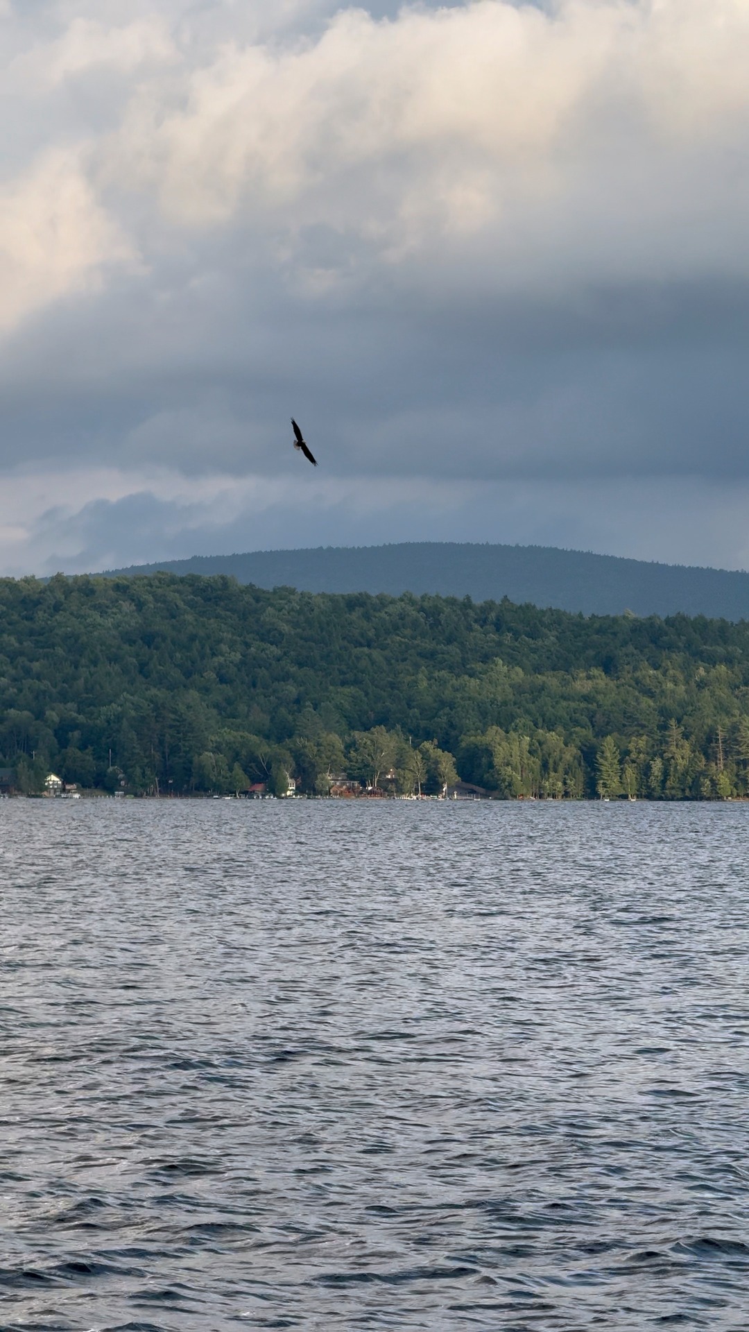 Wow, this Bald Eagle we spotted on Fourth Lake tries to snag something ...