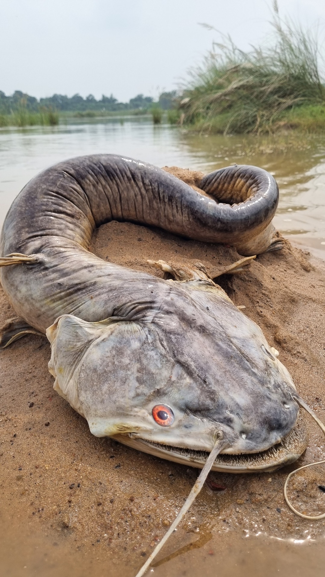 Unbelievable technique catching big stuck wallago fishing #fish # ...