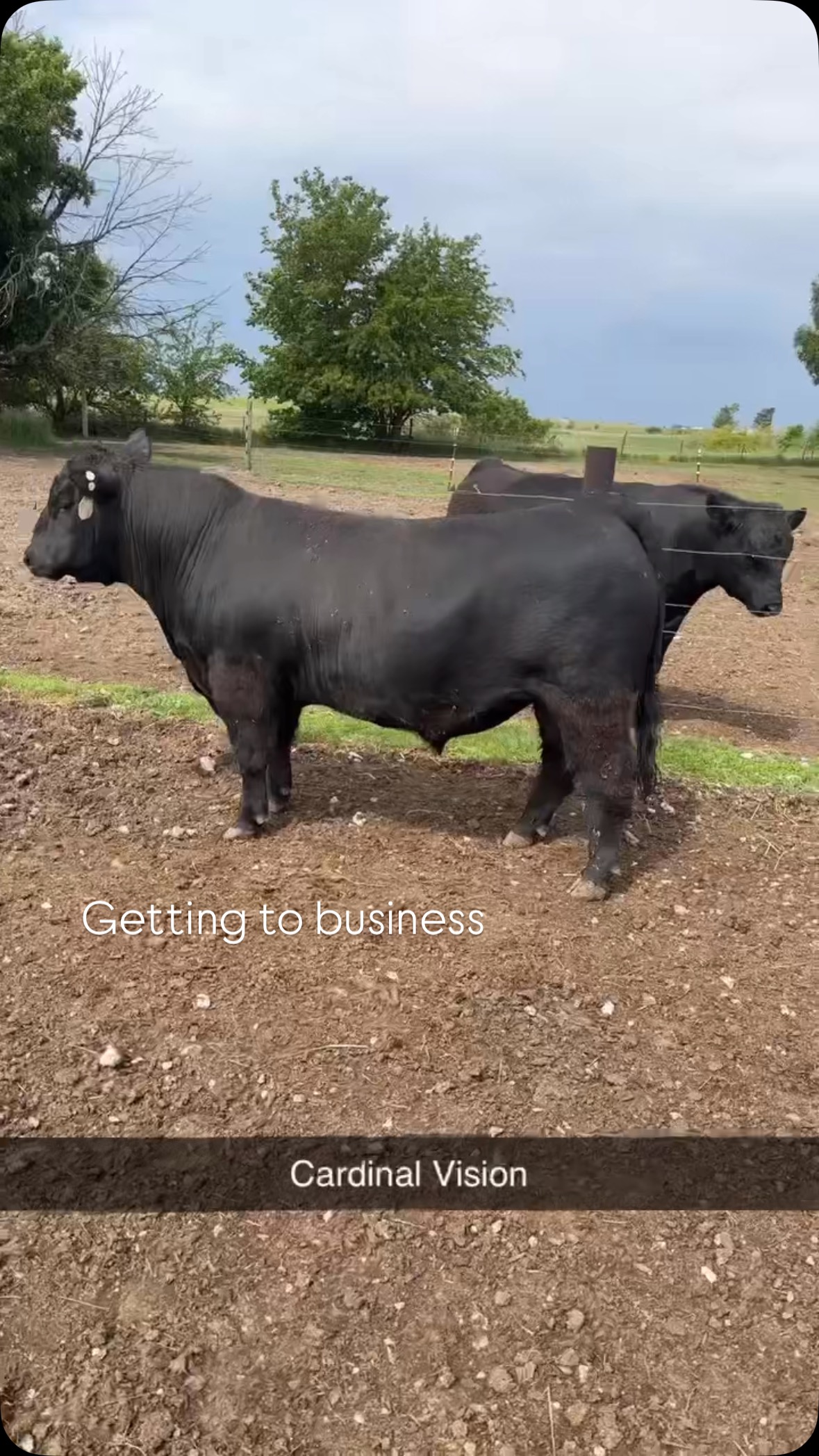 Cardinal Vision. Top selling Lot 1 of the 2025 Cardinal Program Bull ...