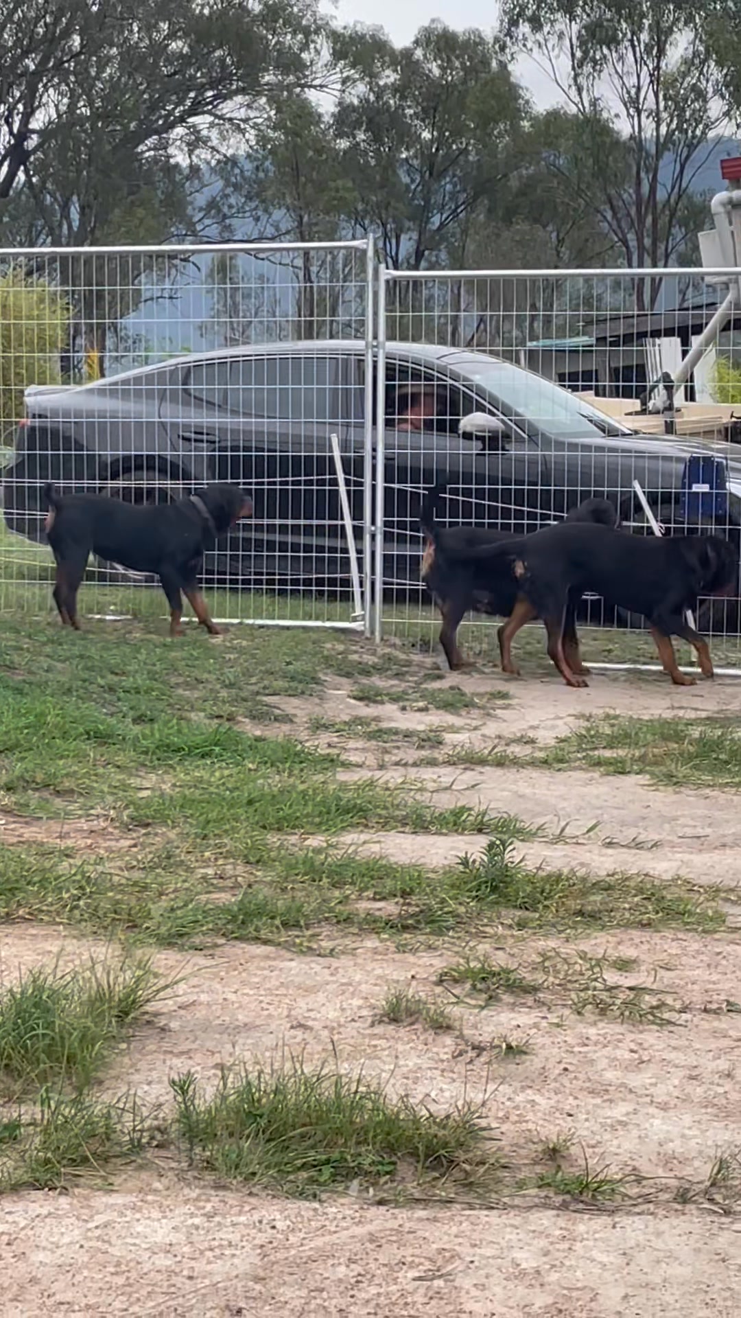 Always excited to see mum 🥰🤦‍♂️ | Growler Rottweilers