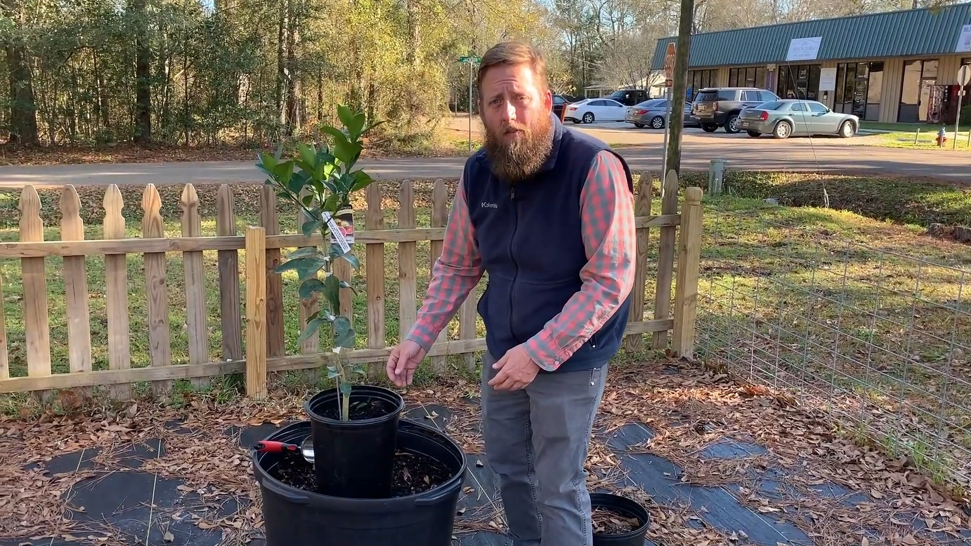 Wherever you live in Louisiana, growing citrus in large containers is a ...