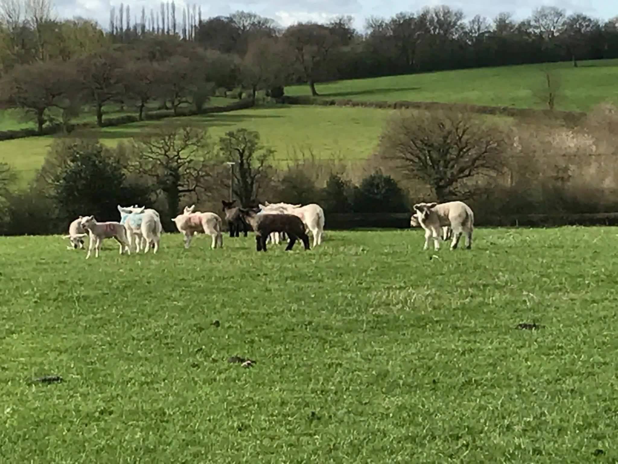 Spring came around quickly this year at Mapperley Farm. From the lambs ...