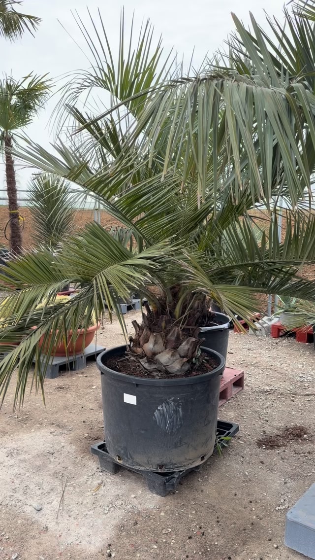Die Königin unter den Winterharten Palmen 🌴😍 | Palmen Riedel