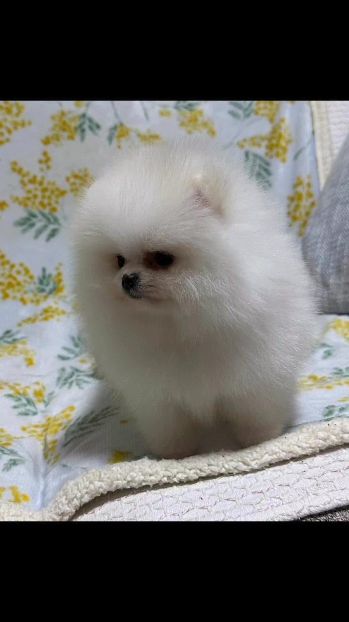 AC Dynasty Pomeranians (@AcDynastyPomeranians) • Facebook