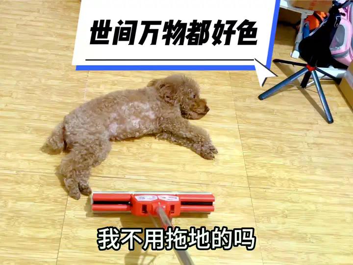 世间万物都好色呀#狗子成精了 #这狗怎么人模人样的 #一人一狗俩逗比 #狗狗的心思都写在脸上了 #创作灵感 | 日常撸狗皮皮 | Facebook