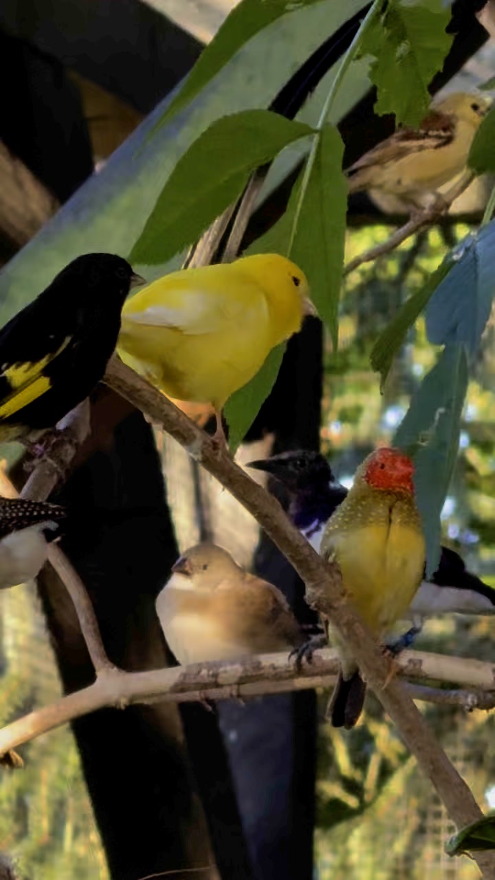 Curated visual reference: Visual Reference: Canary Bird Singing Birds Bird Aviary Birdlovers Finches Birdsong