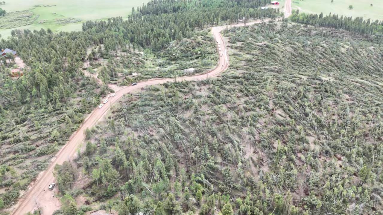 At least 100 trees down just east of Divide Colorado along County Road ...