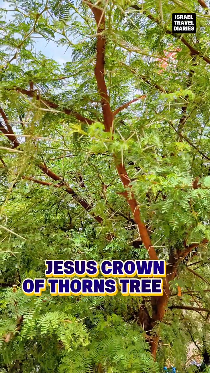 The Lord Jesus was crowned with thorns to afflict Him and to humiliate ...