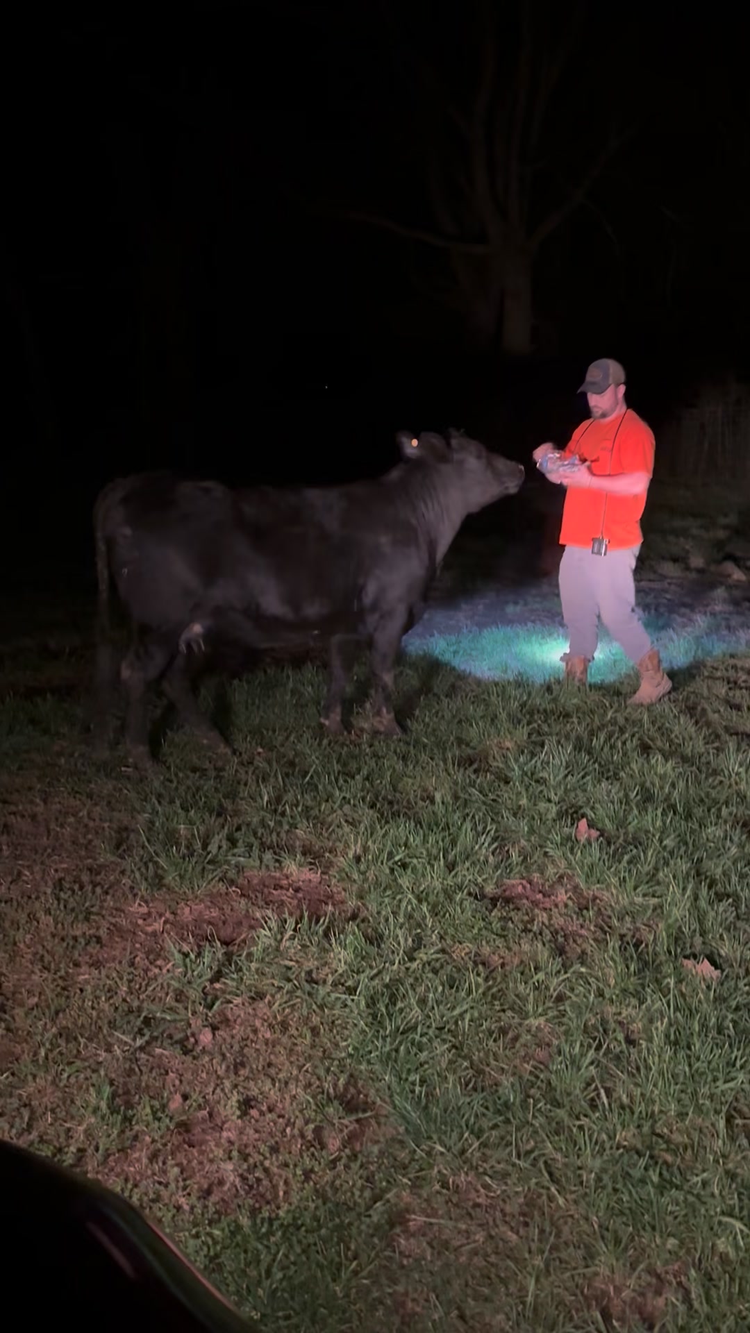 This is why we cookie train them. The calf got out this afternoon and ...