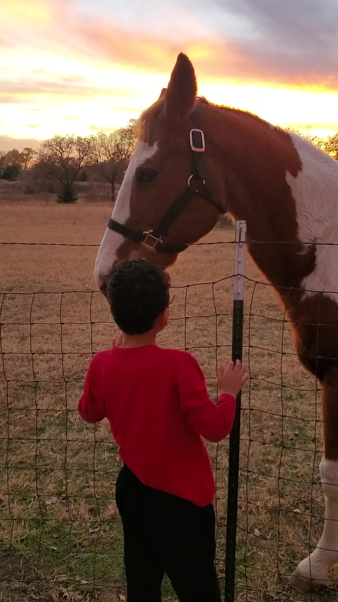 The Layze E Ranch - Home