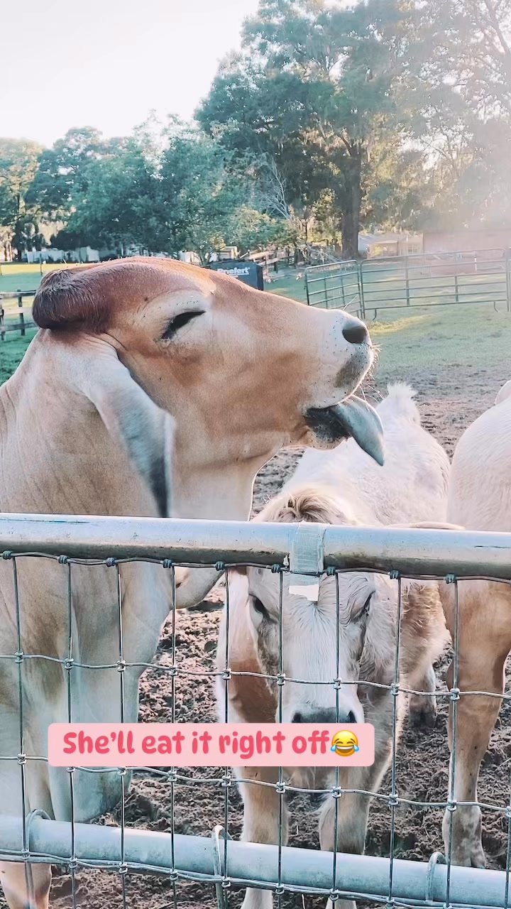 Triple R Farm | Ocala FL