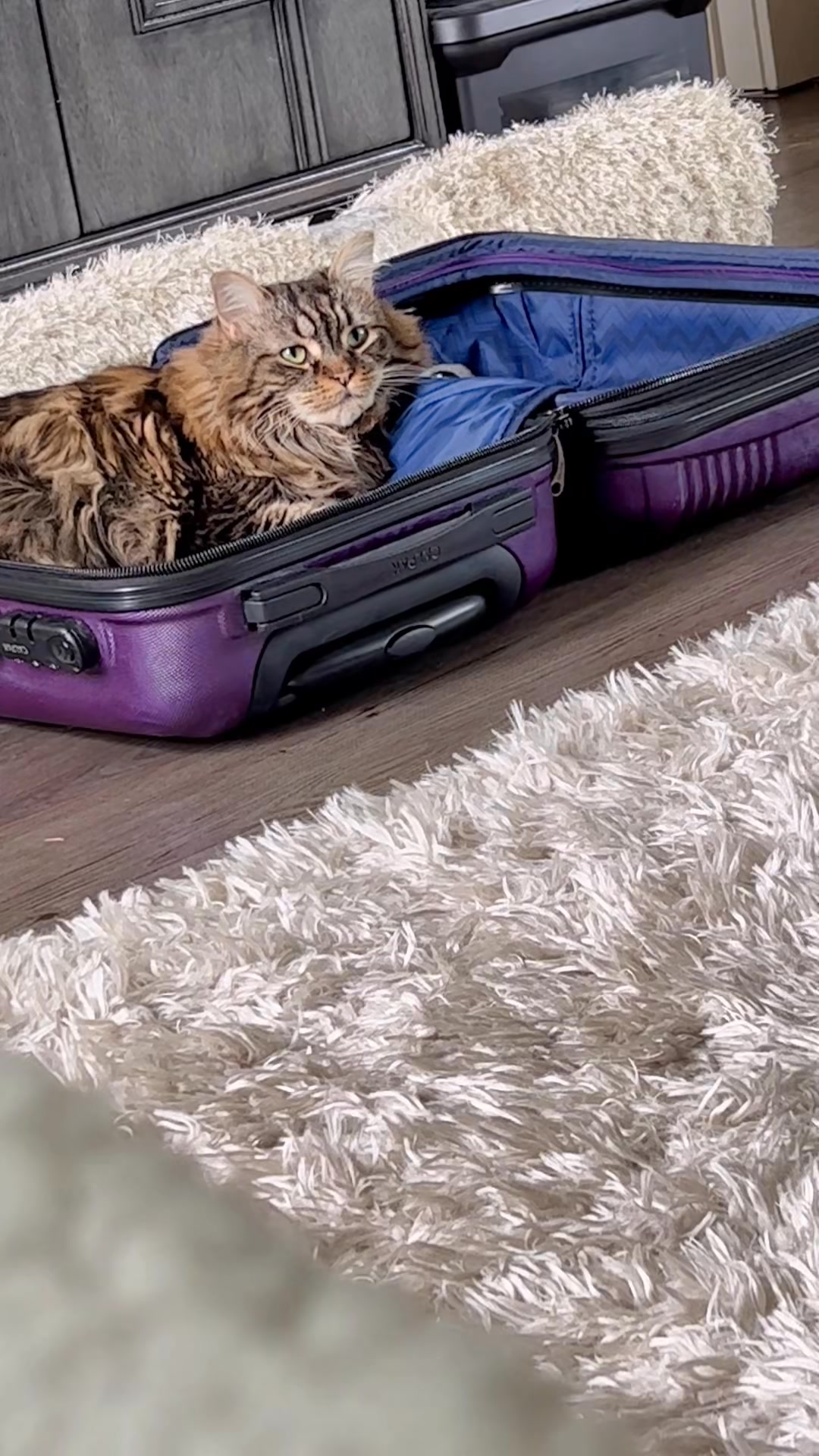 #catsoftiktok #tiktokcats #cat #fyp #wheresworley | Jenn and the Bird ...