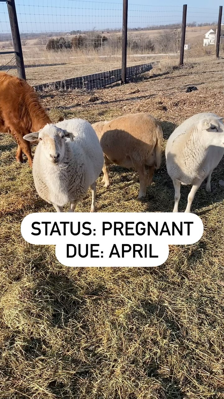 Boy oh boy! Seems like everyone around here is pregnant. Don’t worry ...