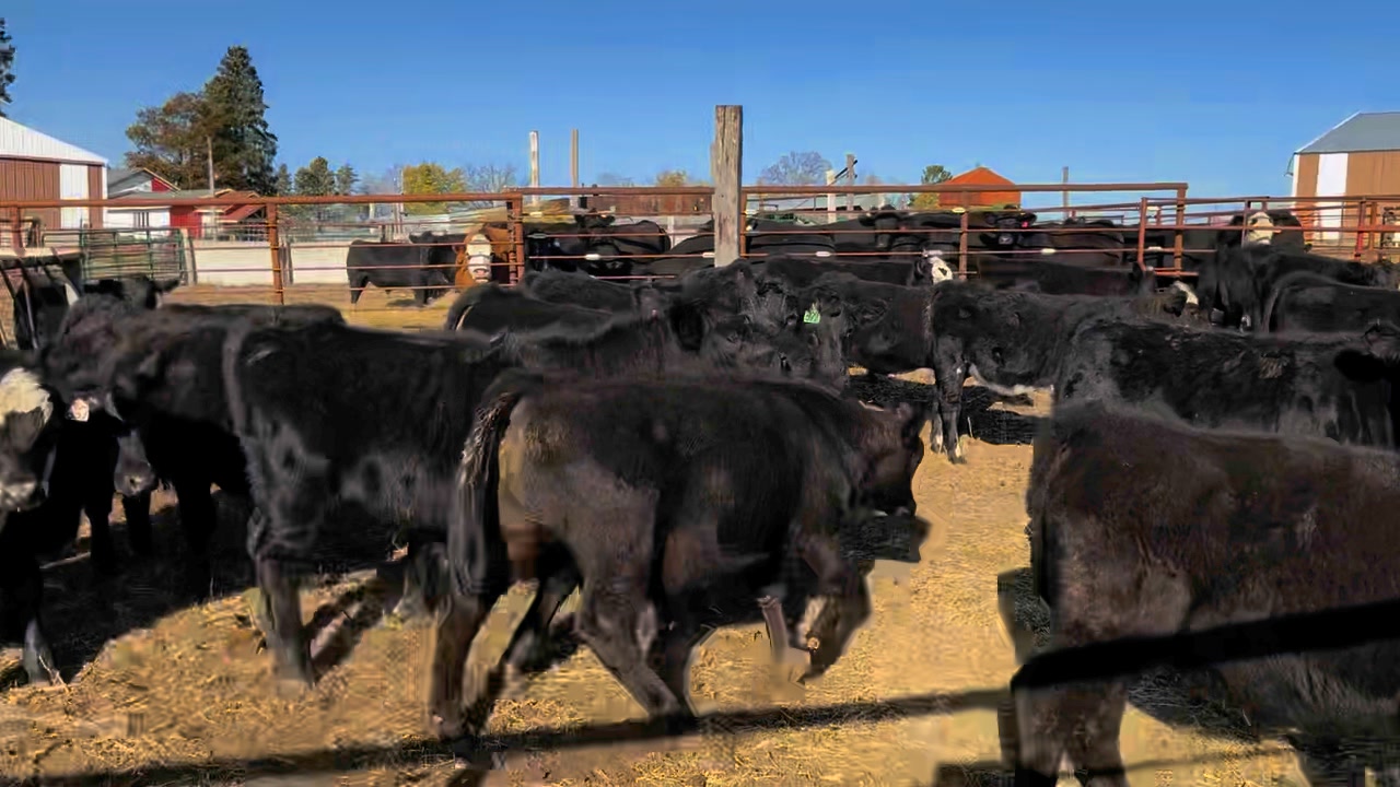 Kilpatrick Land & Livestock | Alexandria MN