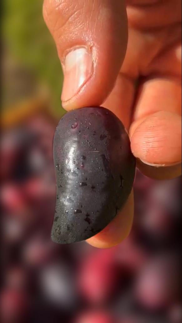 Java Plum (Black Jamun) Plants Available Order Now! Call Or Whats App ...