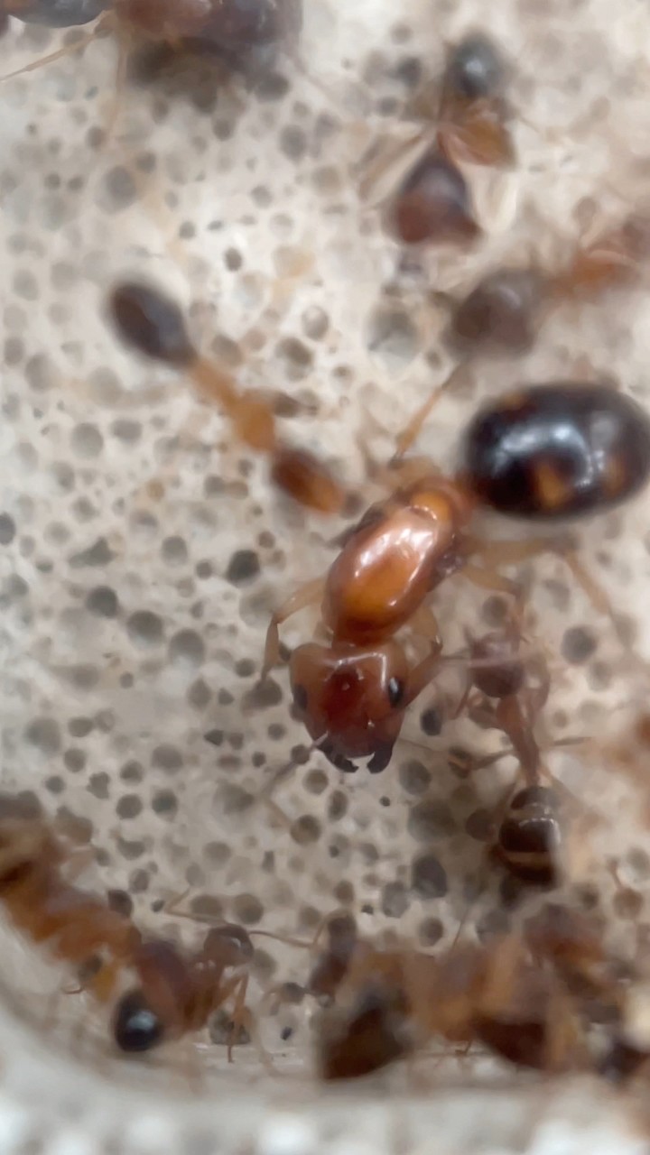 Des milliers de fourmis essaient de s’évader de mon élevage ! | #fourmi ...