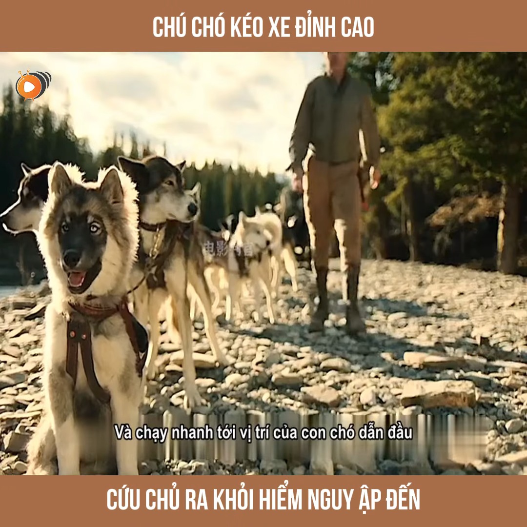 Chú chó kéo xe đỉnh cao cứu chủ ra khỏi hiểm nguy ập đến | Phim Hay A1 ...