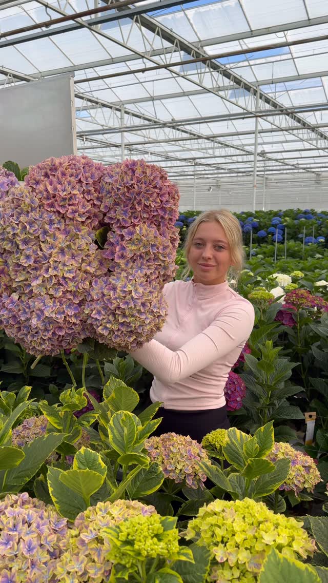 Danny Kouwenhoven is super proud to have the first Hydrangea
