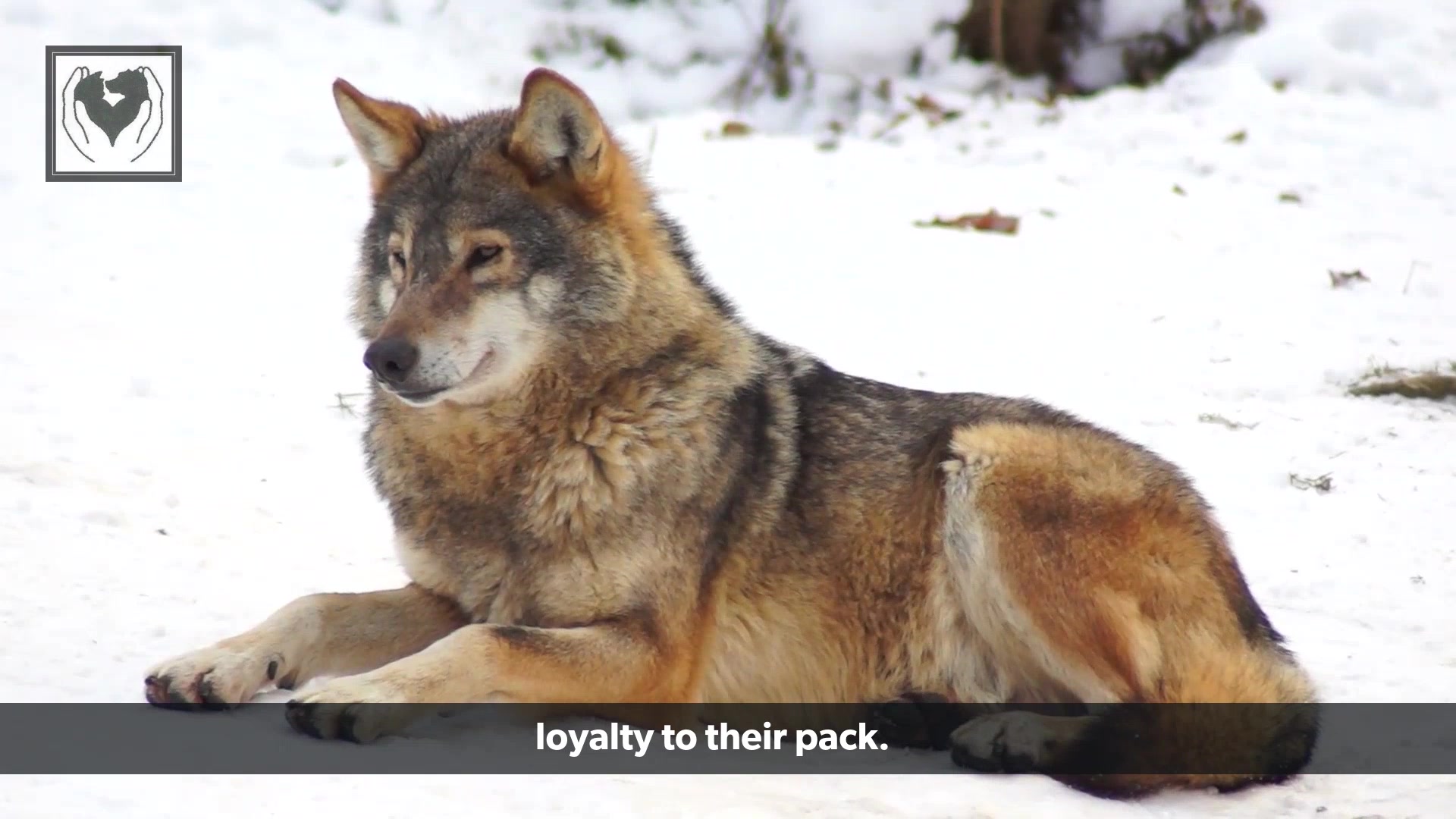 Wolves are often misunderstood. 🐺 Join us on a journey to uncover the ...