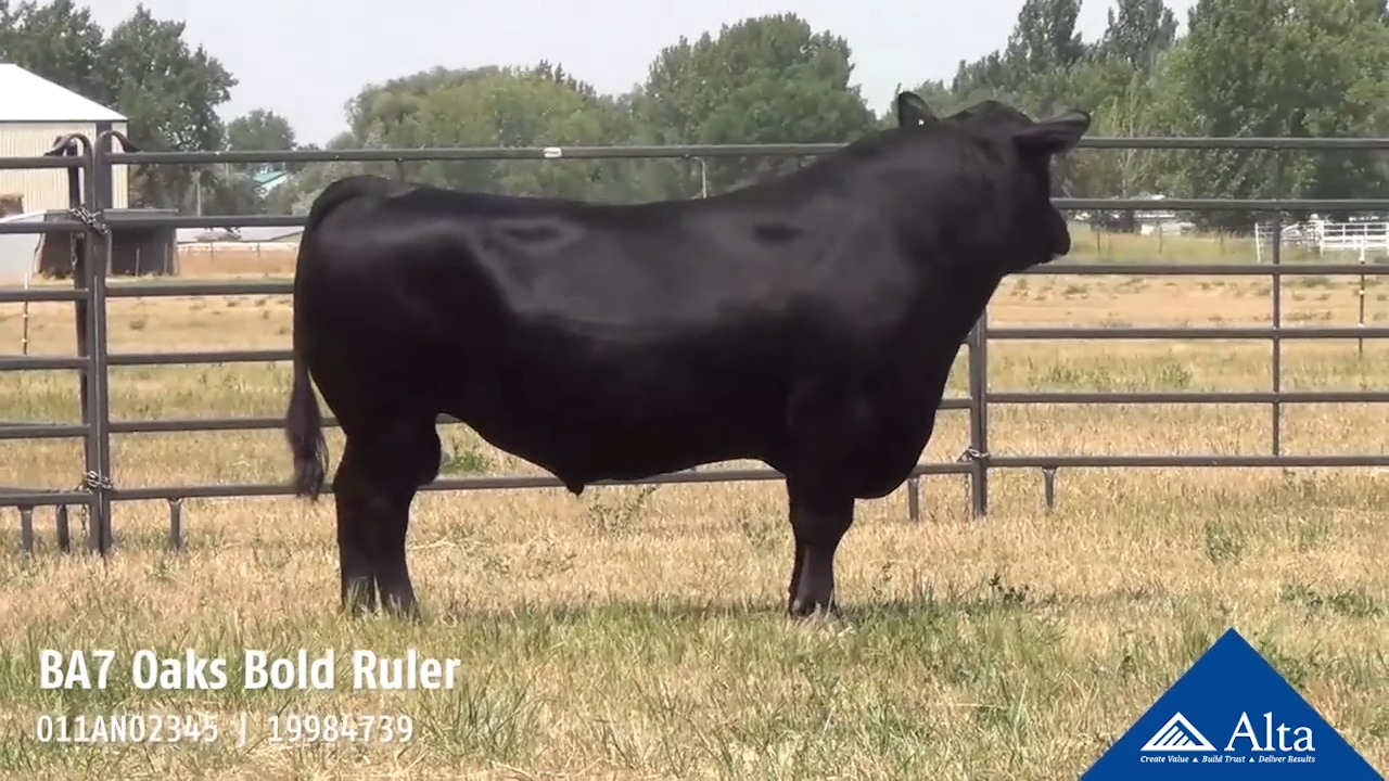 BA7 Oaks Bold Ruler has an outstanding combination of performance ...