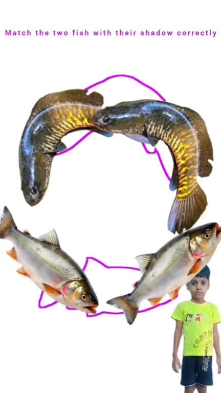Match the two fish with their shadows correctly #fbreels #fbreelsvideo ...