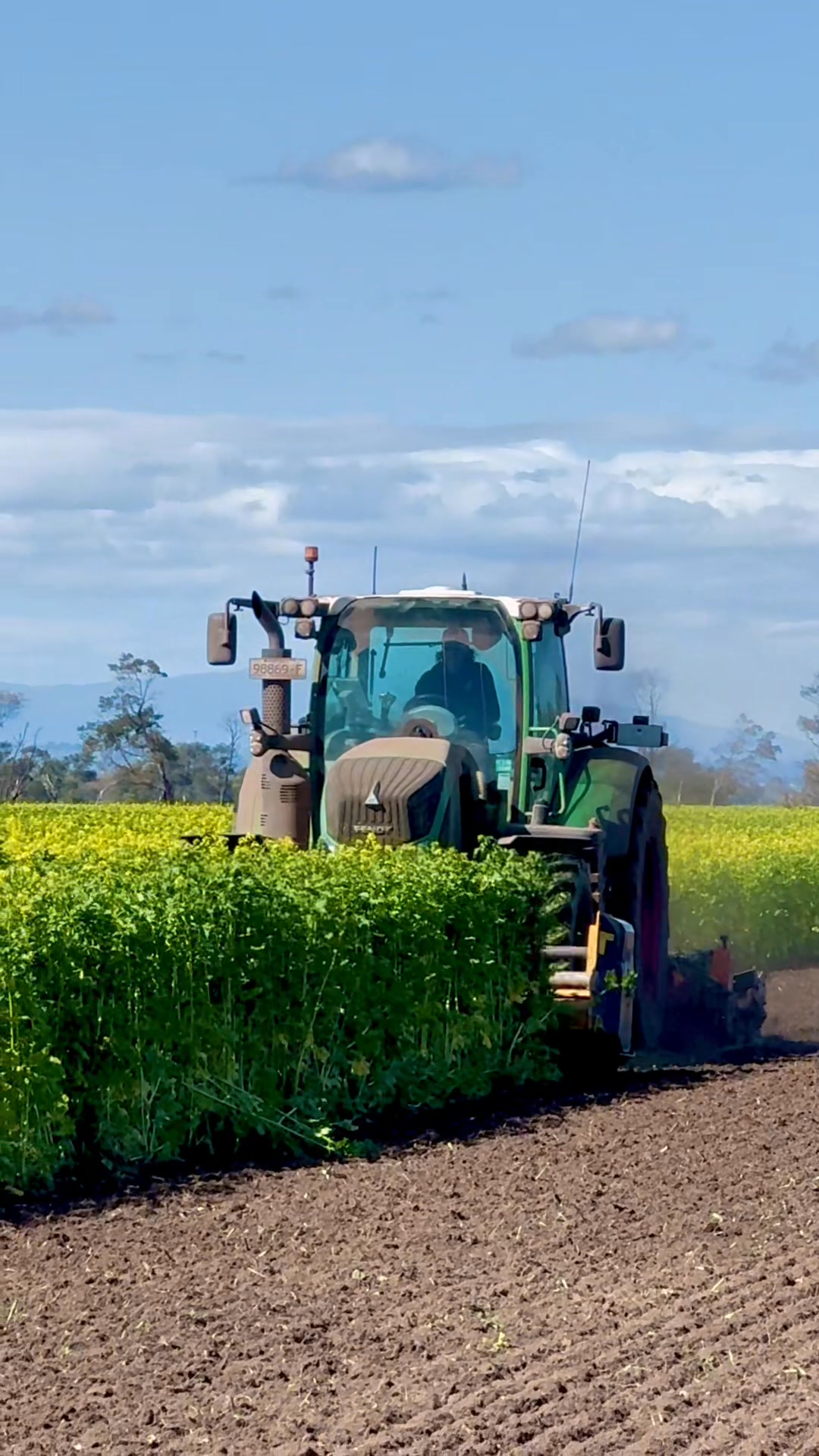 When we chop and dig mustard into our soil, it acts as a biofumigant. A ...