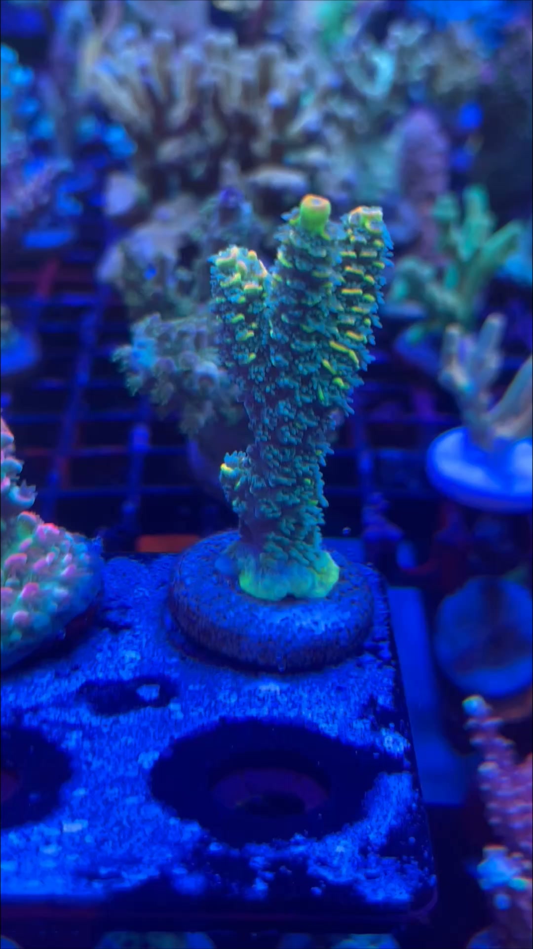 57 珊瑚57Coral