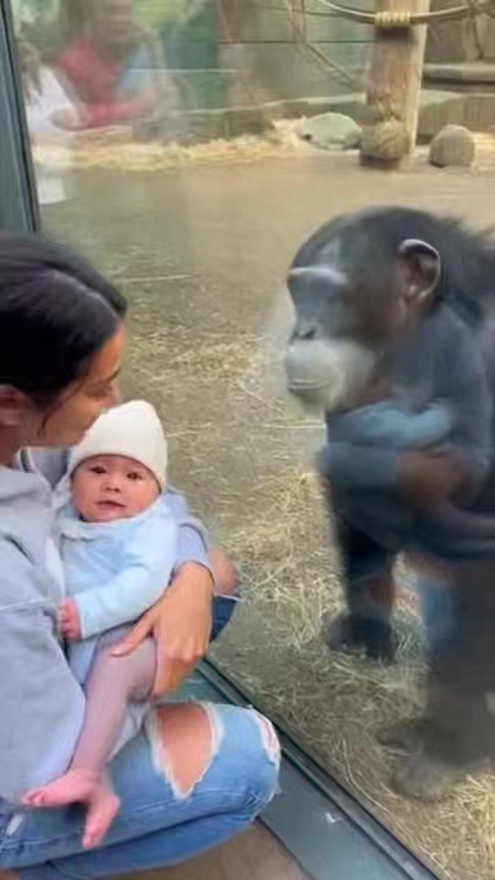 The way the chimp watches, calm and aware, like it understands more ...