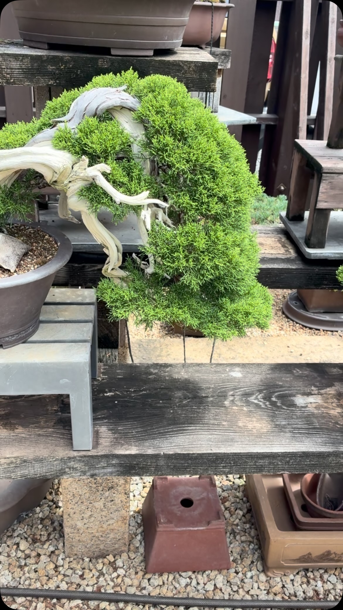 山木真柏 #盆栽 #bonsai #bonsaipots | Bonsai JAPAN Angyou