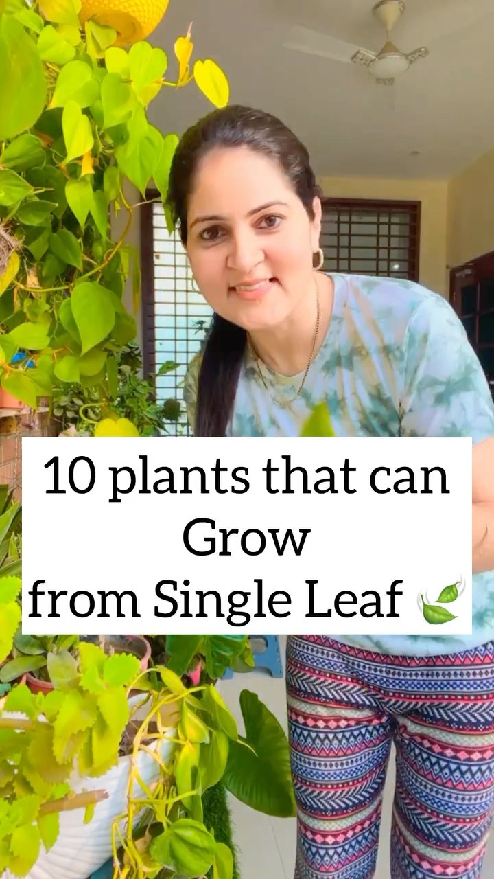 सिर्फ़ एक पत्ती से उगने वाले 10 पौधे . 10 Plants to Grow from Single ...