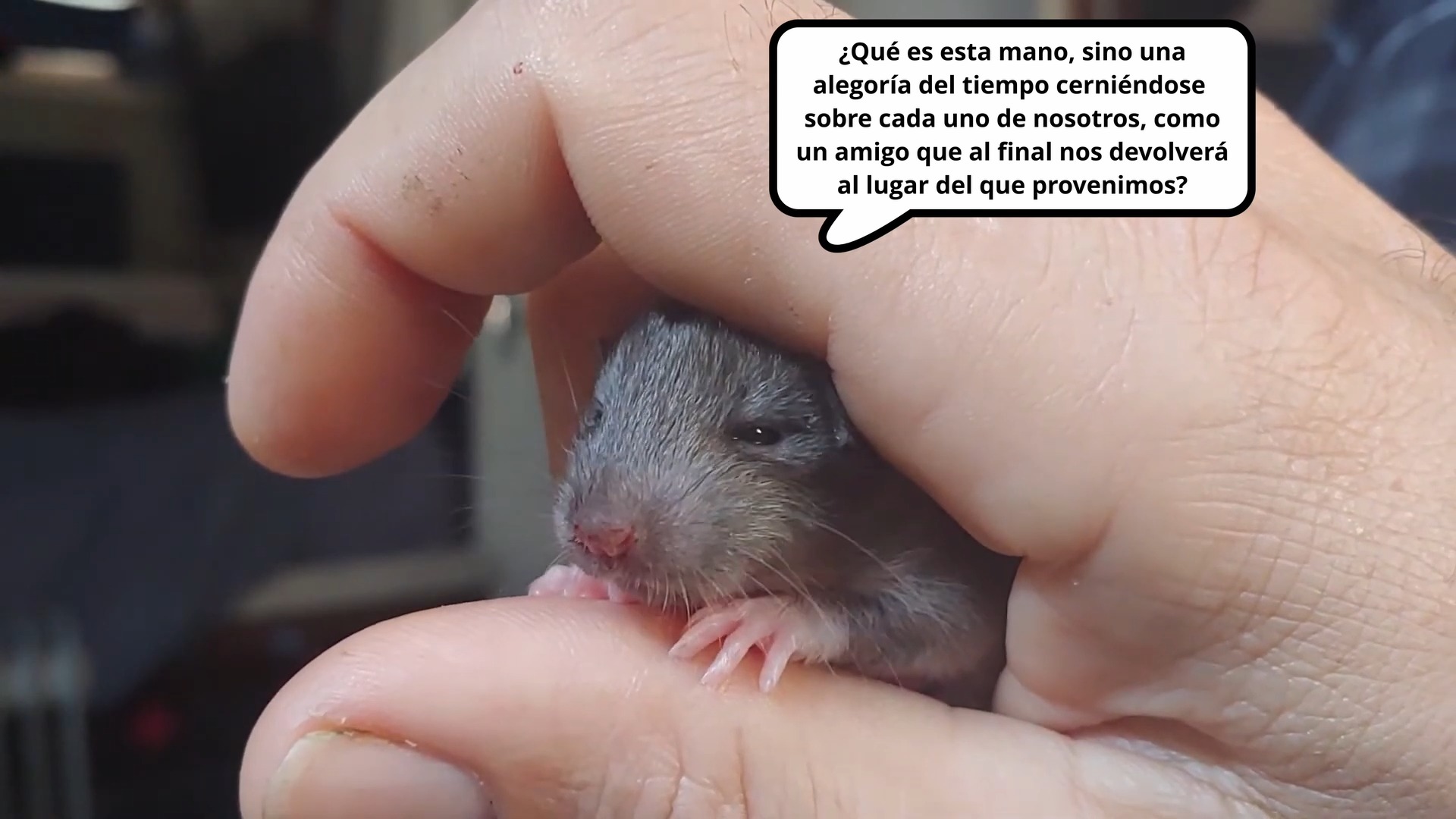 Ratas: El verdadero niño rata. Video completo en Youtube: Loboperrillo ...