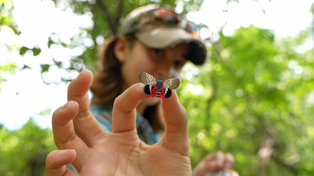 Can the invasive spotted lanternfly actually do some good? 🪰🤔 Virginia ...