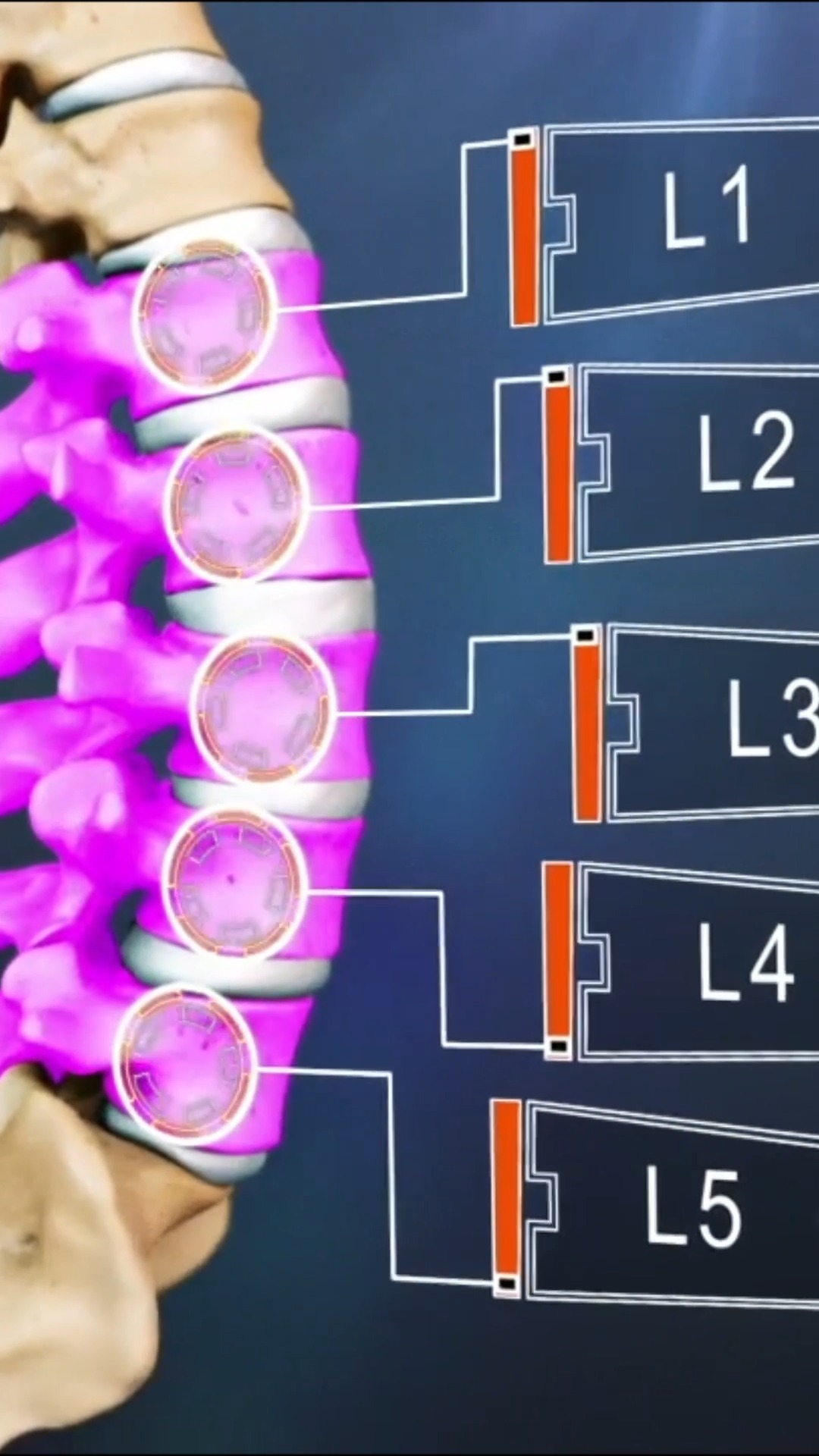 Did you know your lower back consists of five vertebrae labeled L1 