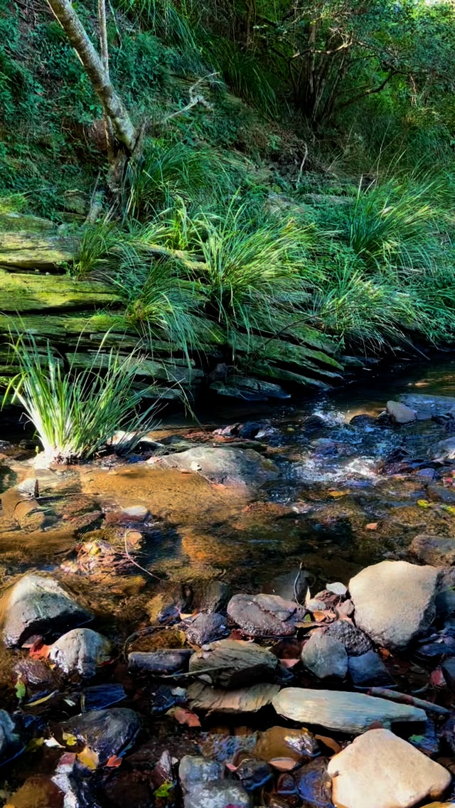 Pine Rivers Catchment Association | Eatons Hill QLD