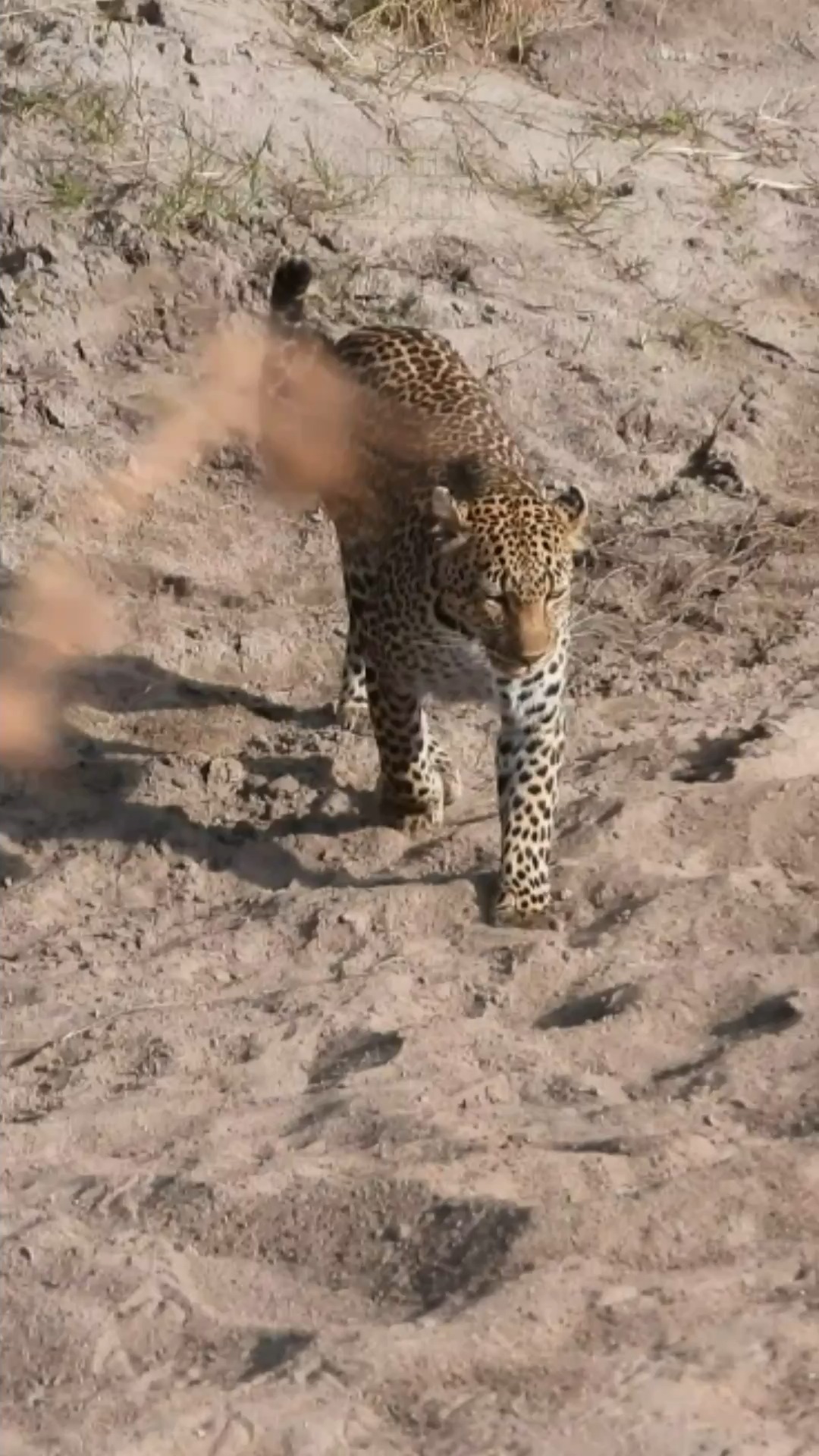 Look at this leopard leaping over the stream! #lalashemaasaimara # ...