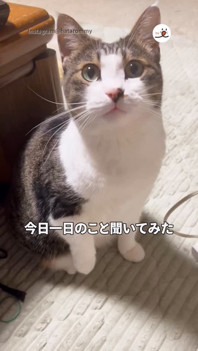 ねころく様 ろくちゃんに今日一日のこと聞いてみた via Instagram @hatarommy