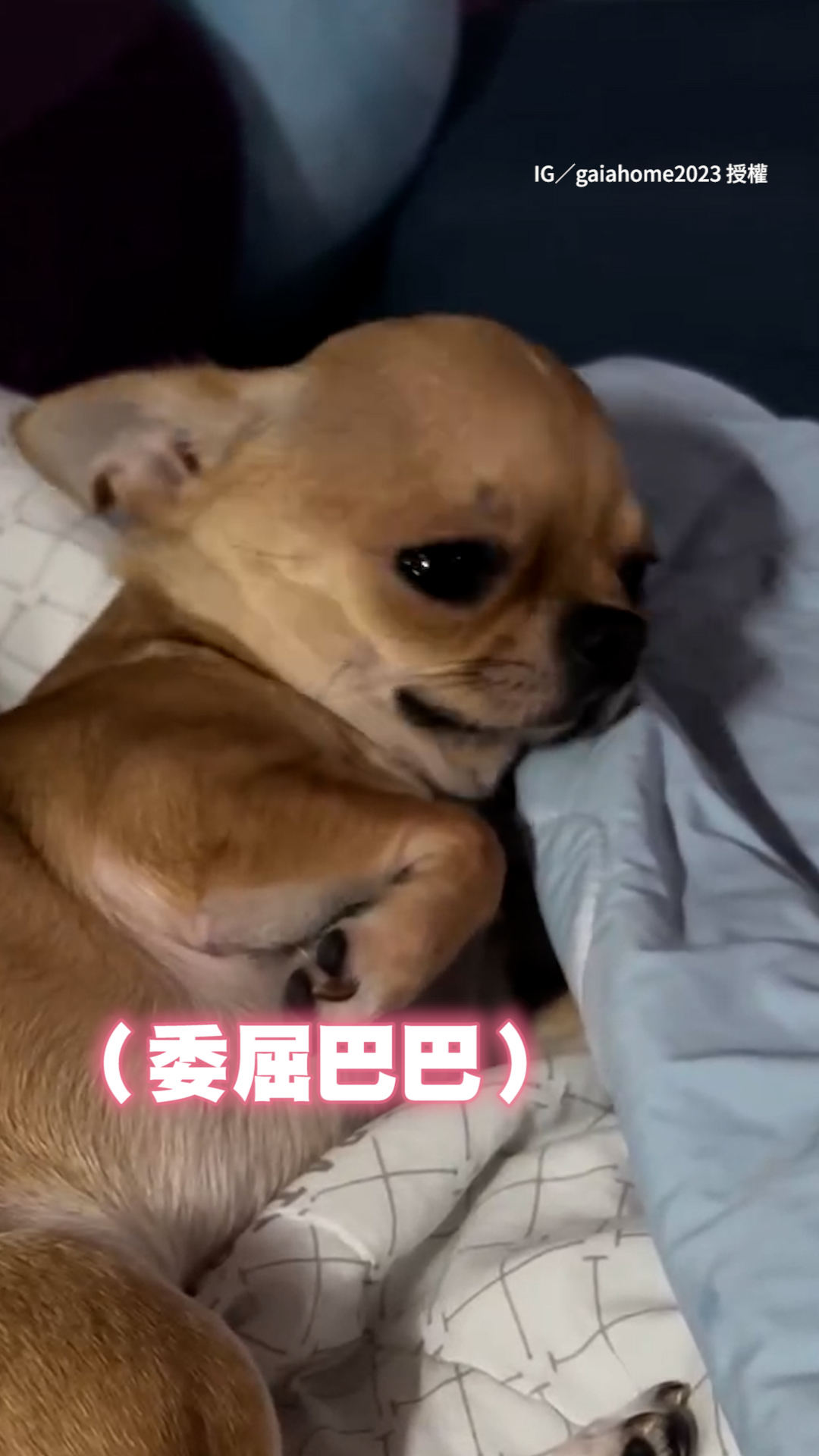 委屈吉了〒︿〒被抓包偷玩具直泛淚XDD 影片授權：IG／gaiahome2023 | 這批太純 | Facebook