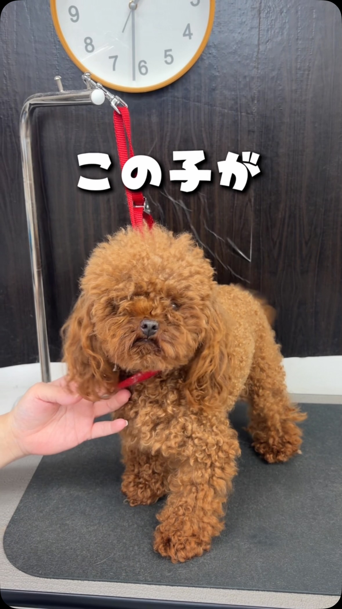 PuppilyHills | Osaka Osaka